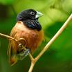 Waxbills And Allies